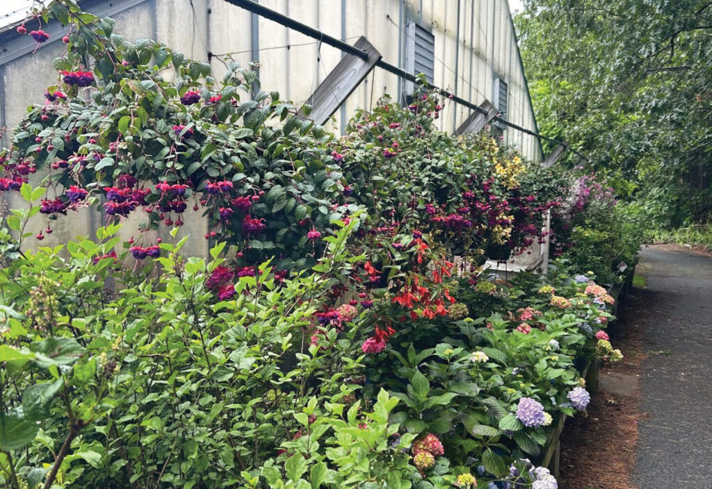 Grower Success Stories: Flowers and forward thinking at Newton Greenhouse