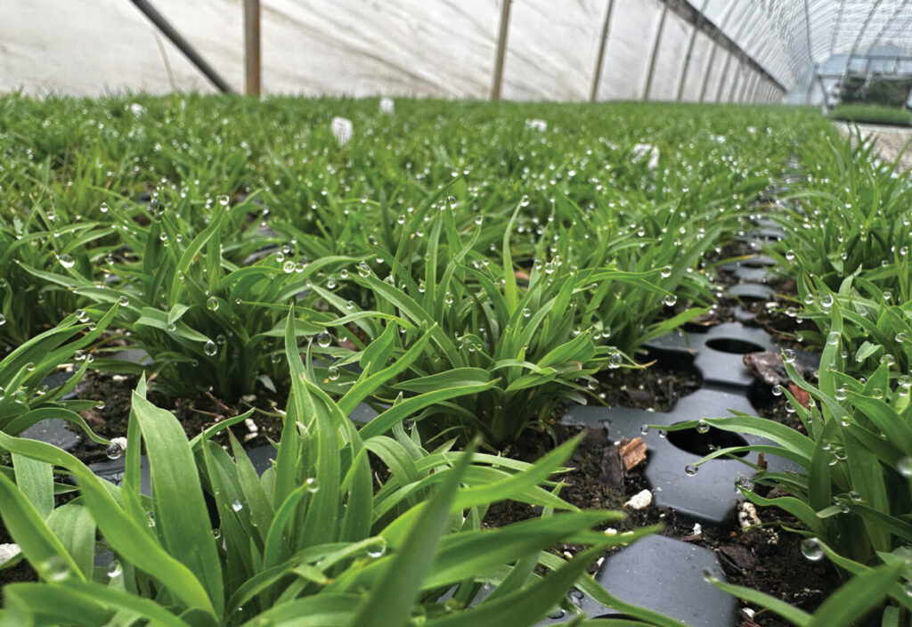 Grower Success Stories: Grassroots innovation at Hoffman Nursery