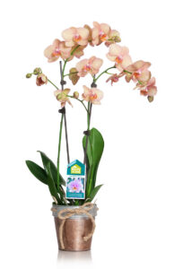 HGTV-HPC_FreshStyle-Orchid