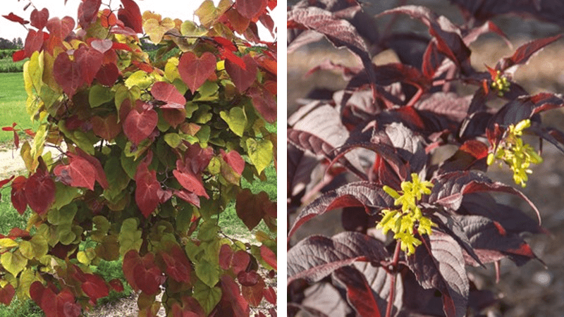 Handpicked for You Chooses 2023 Selections