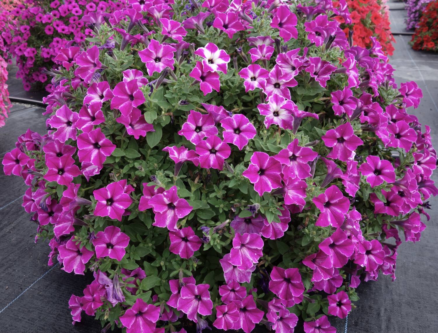 Enchanted Sky petunia