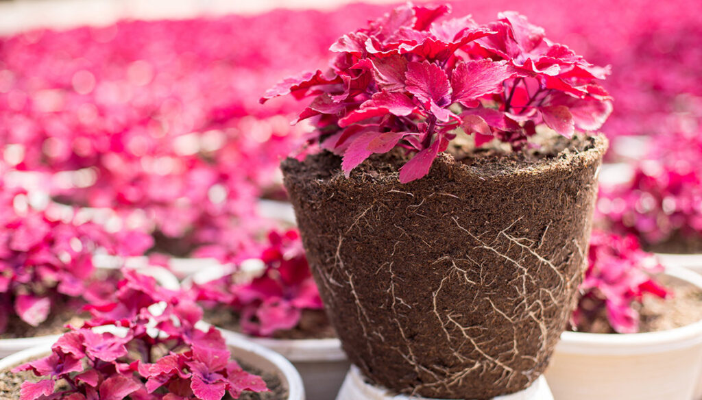 Adding Innovation to the Mix