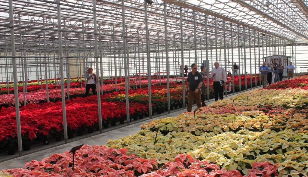 Millstadt, Heimos Poinsettia Open House Dates Set