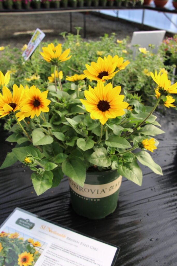 Up and Comers for 2019