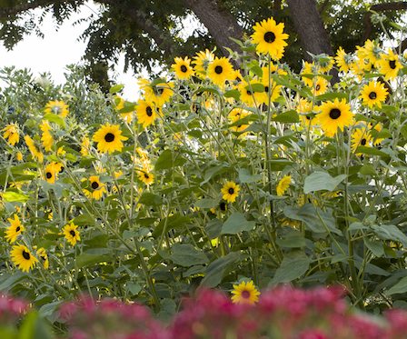 Syngenta Flowers Launches Two New Flower Series