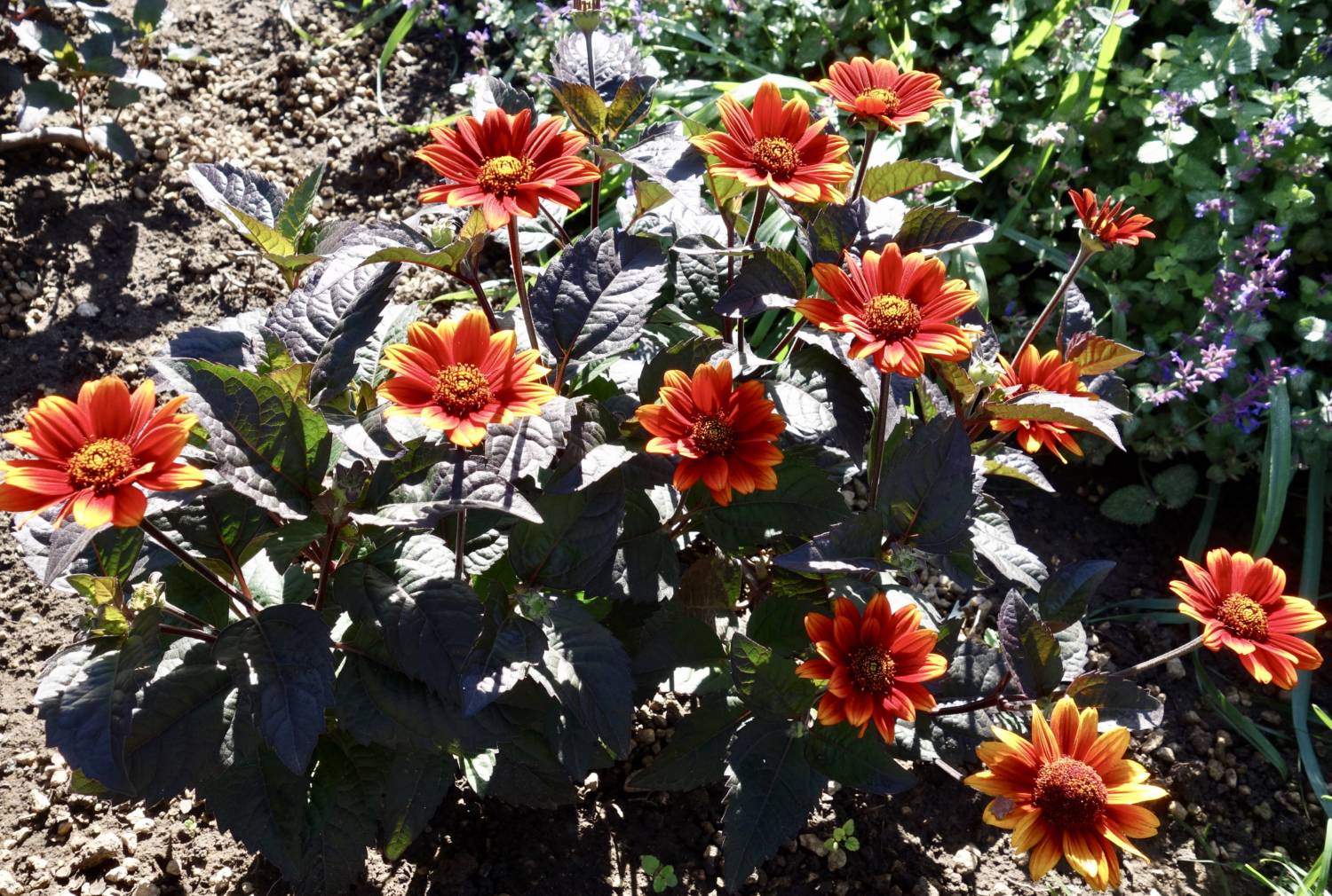 Heliopsis Bleeding Hearts - Jelitto Perennial Seeds