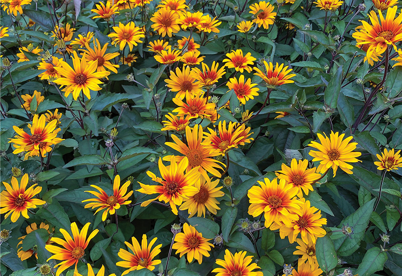 Culture Report: Heliopsis ‘Burning Hearts’