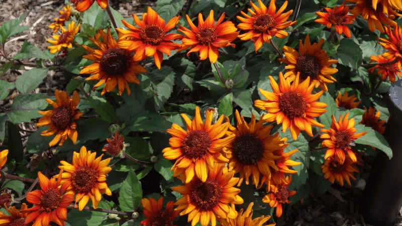 Vaughn’s View: Distinctive and resilient perennials with visual impact — part 1