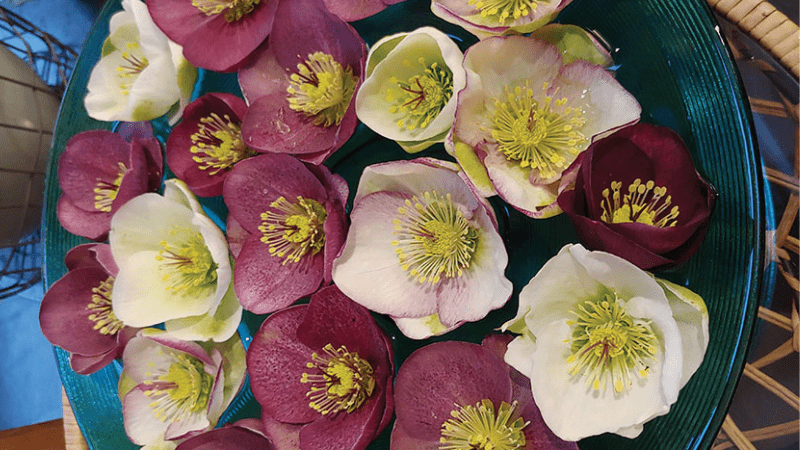 Culture Report: Hellebore Frostkiss and Winter Angels series