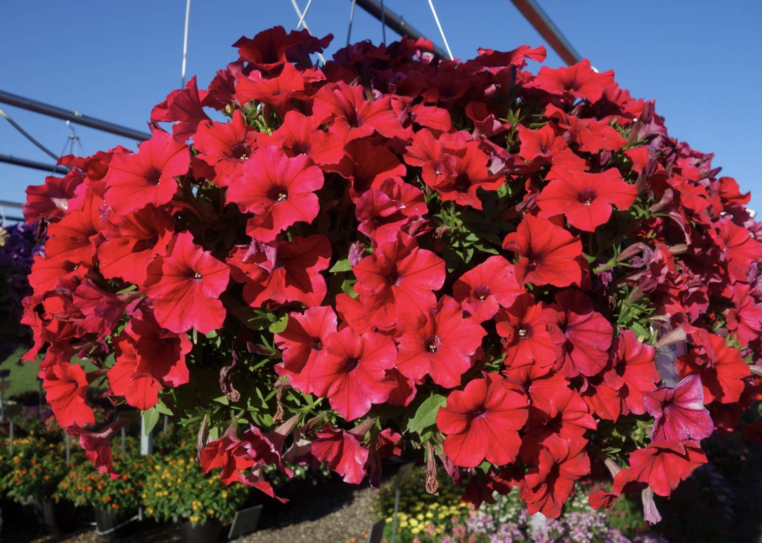 Hells petunia