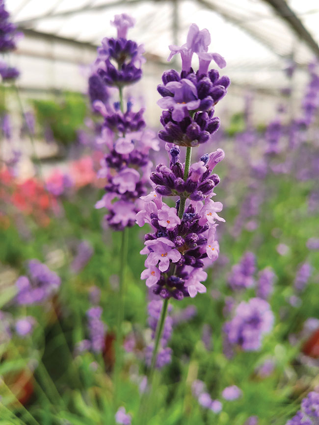 LAVANDULA ANGUSTIFOLIA ‘LOVELY SKY’