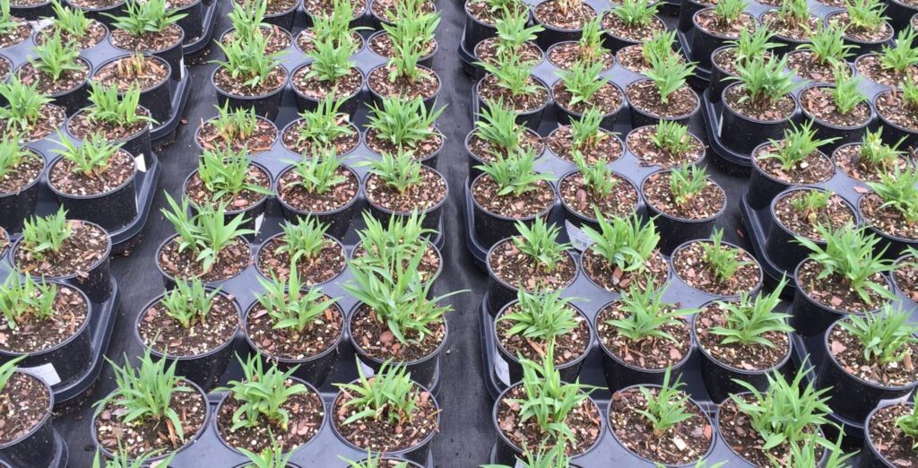 Perennials: Size Matters