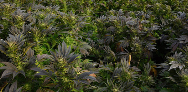 North Carolina Senate Acts as Hemp Legalization Expires