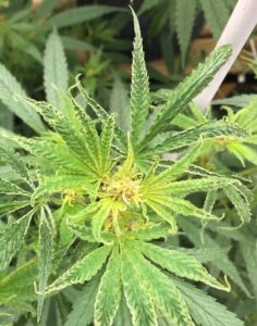 Hemp russet mite damage