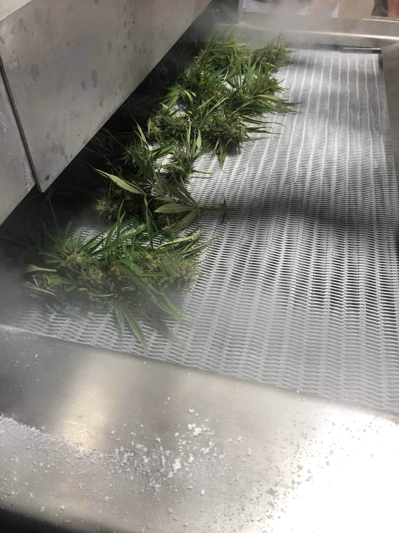 Air Products’ tunnel freezer flash freezing hemp. Courtesy of Air Products.