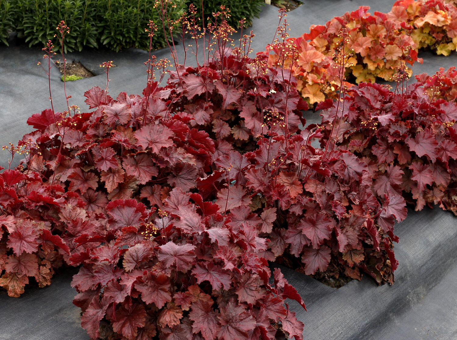 Terra Nova Nurseries Showcases Plant Pairings Heuchera 'Northern Exposure Red'