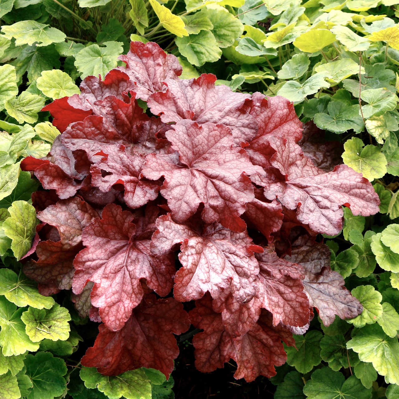 red leafed heuchera