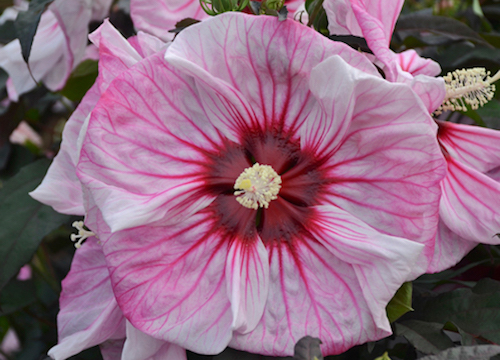 Farwest Selects Best in Show Varieties