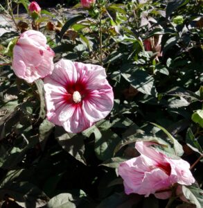 Hibiscus Summerific Cherry Choco Latte - Walters Gardens