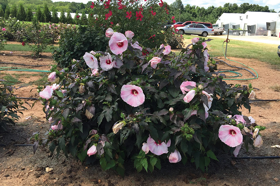 hardy hibiscus