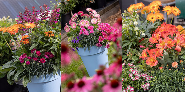 HilverdaFlorist Announces Spring Trials Location