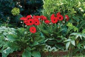 Red gerbera daisies