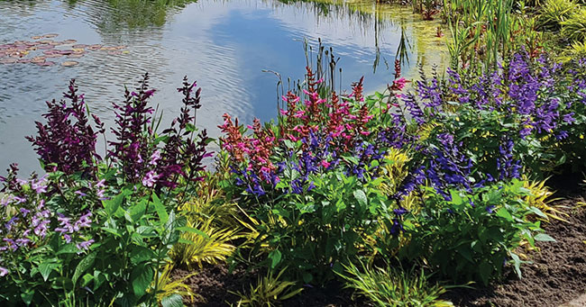 SALVIA SALGOON SERIES