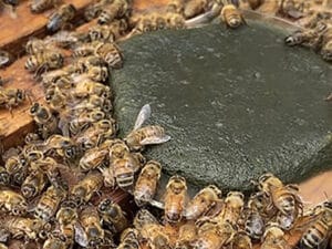 Honey-bees-feed-on-a-pollen-patty-containing-microalgae.-Photo-by-Vincent-Ricigliano-ARS-300x225
