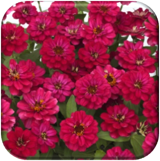 AAS names Two New 2013 Winners