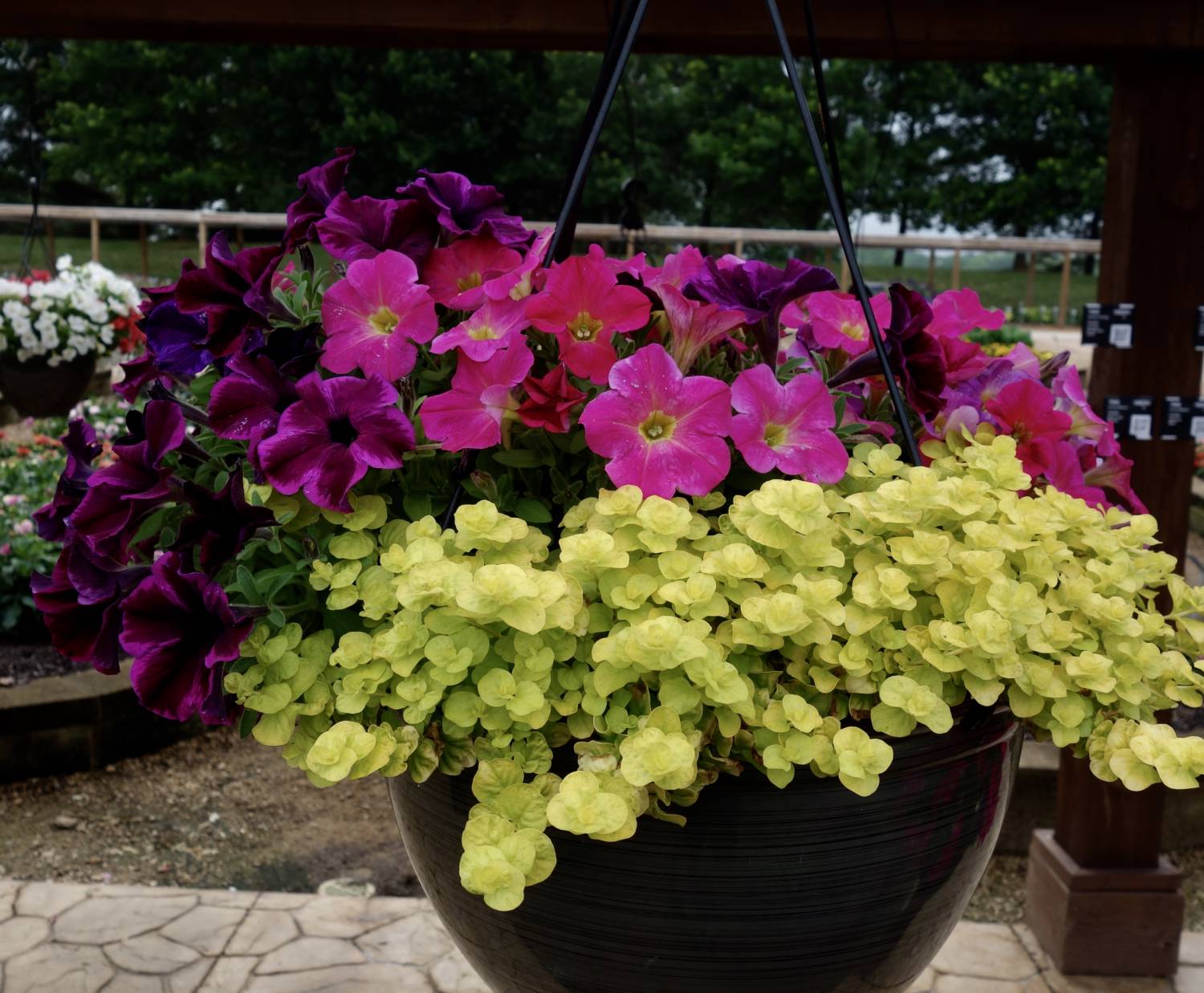 Westflowers combination