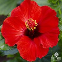 Hot Head Hibiscus. Photos: J. Berry Nursery