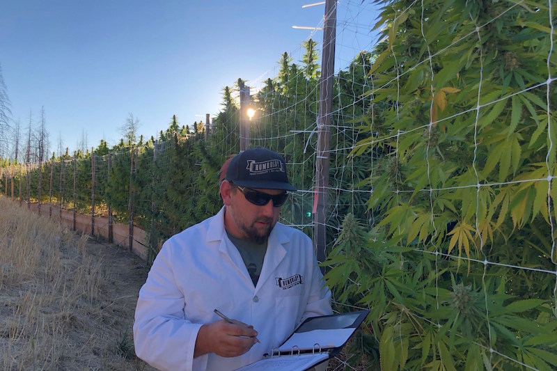 Humboldt Seed Company, Nymera To Offer Feminized, Organic Cannabis Seeds