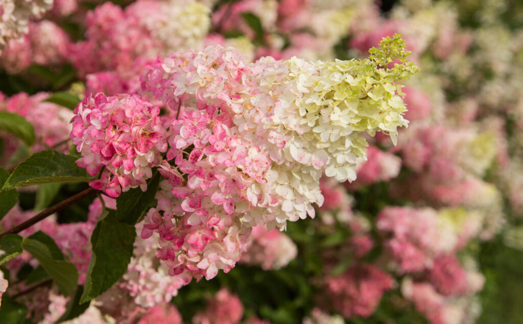Celebrate Hydrangea!