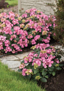 Culture Report: Endless Summer 'Pop Star' Hydrangea - Greenhouse
