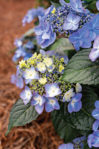 Culture Report: Endless Summer 'Pop Star' Hydrangea - Greenhouse