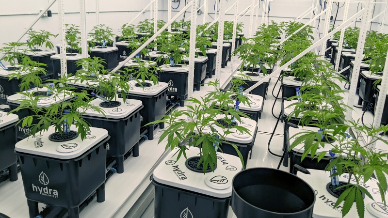 Cannabis Grow Trial Sees Water, Nutrient Savings