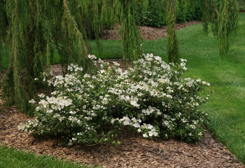 Cascading hydrangea and slender ginkgo win top honors
