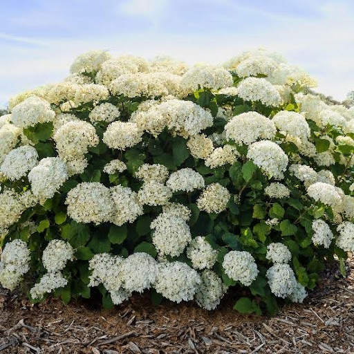 2025 NGB Green Thumb Award Winners Hydrangea FlowerFull Smooth from First Editions Shrubs & Trees