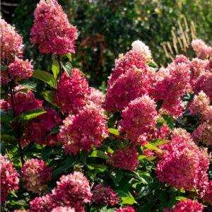 Hydrangea paniculata 'Bouncy' Bloomin' Easy Plants