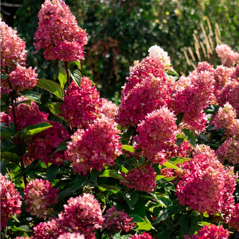 Hydrangea paniculata 'Bouncy' Bloomin' Easy Plants