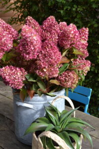 Hydrangeapan Dragon Baby