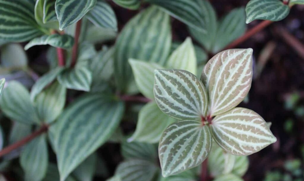 2022: Year of the Peperomia