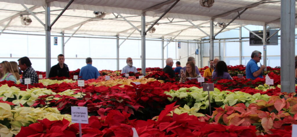 UF 2018 Poinsettia Trials Date Set