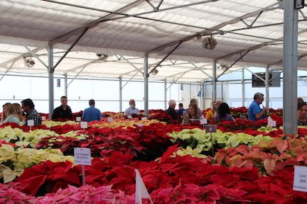 UF Poinsettia Industry Trials Date Set