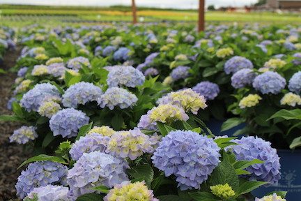Bailey Nurseries Schedules Spring Preview Dates