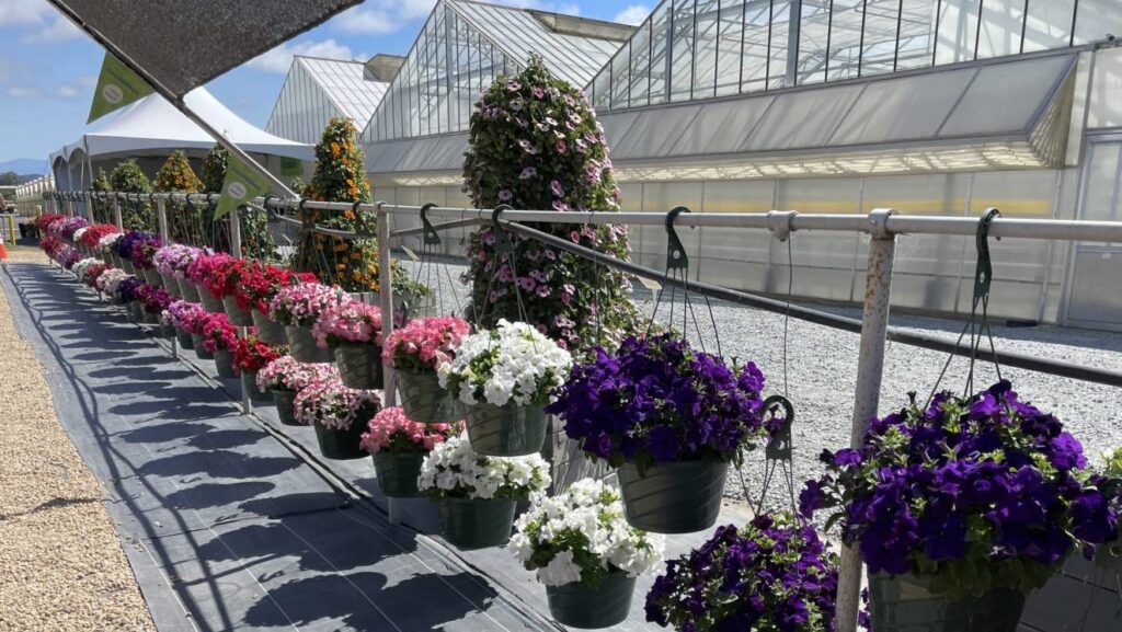 A California Comeback