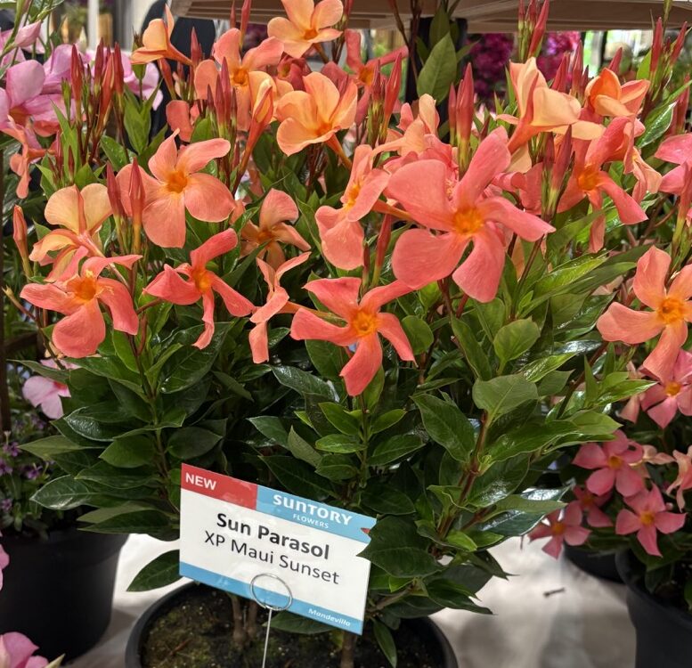 Mandevilla ‘Sun Parasol XP Maui Sunset’ from Sun-Fire Nurseries