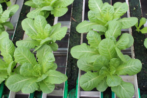 revolution Farms Gutters
