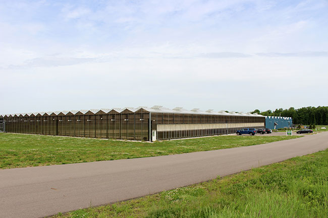 Cover Story — Greens From the Greenhouse