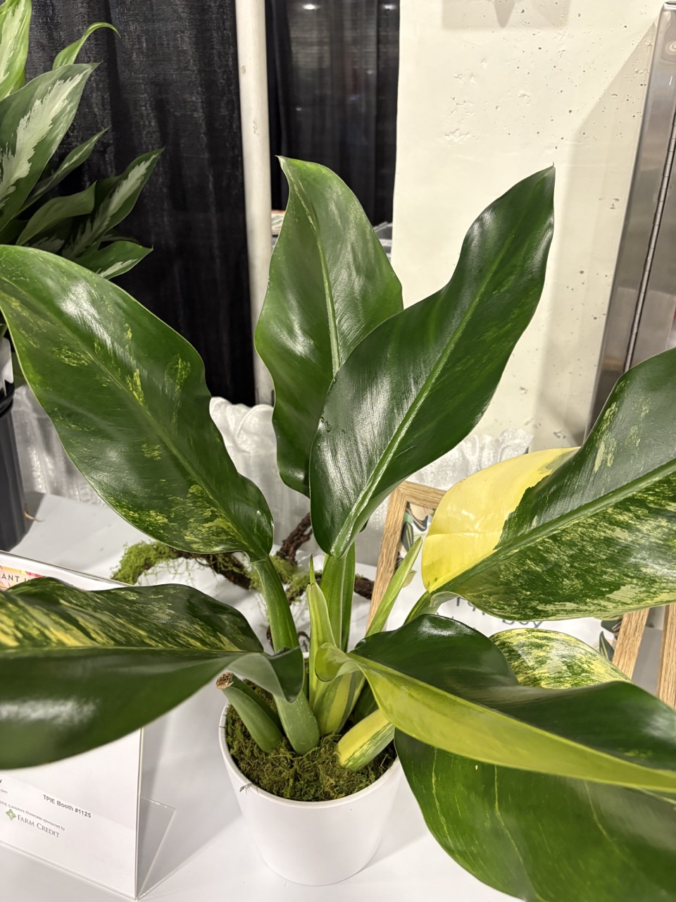 Variegated Philodendron ‘Fat Boy’ plant from Penang Nursery